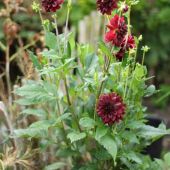 Dahlia