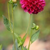 Dahlia
