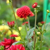 Dahlia