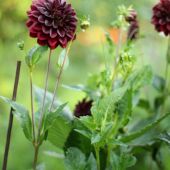 Dahlia