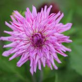 Dahlia