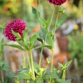 Dahlia