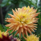 Dahlia