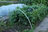 Dahlia bed