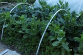 Dahlia bed