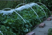 Frøsået Dahlia bed