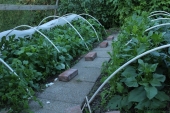Dahlia bed