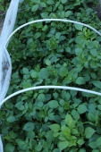 Frøsået Dahlia bed