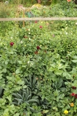 Dahlia bed