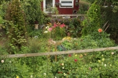 Dahlia bed