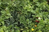 Dahlia bed