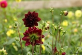 Dahlia