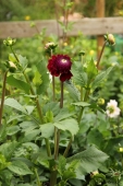 Dahlia