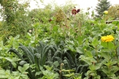 Dahlia bed