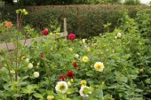 Dahlia bed