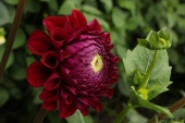 Dahlia