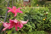 Dahlia bed