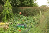 Dahlia bed
