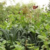 Dahlia bed