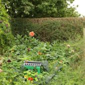 Dahlia bed