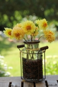 Dahlia i vase