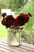 Dahlia i vase