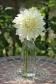 Dahlia i flaske