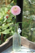 Dahlia i flaske