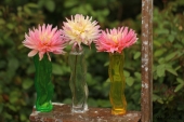 Dahlia i vase