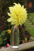 Dahlia i flaske