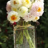 Dahlia i vase