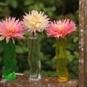 Dahlia i vase