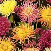 Dahlia Variabilis Cactus Hybrids mixed