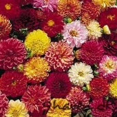 Dahlia Variabilis Double Extreme