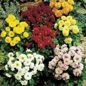 Dahlia Variabilis Figaro
