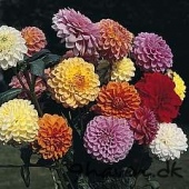Dahlia Variabilis Showpiece Mixed Hybrids