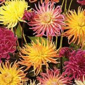 Dahlia Variabilis Cactus Hybrids mixed