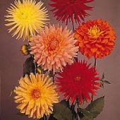 Dahlia Variabilis Giant Hybrids Mixed