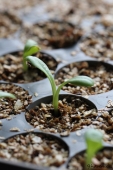Dahlia i Pluggbox