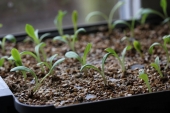 Dahlia i Pluggbox
