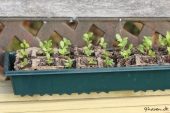 Sået Dahlia