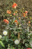 Dahlia