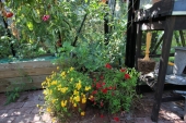 Blomster i drivhuset