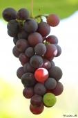 Vindrue