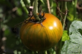 Tomat; Green Zebra