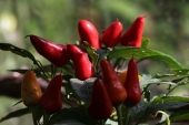 Chili; Aurora