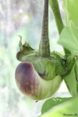 Aubergine