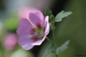 Lady in pink