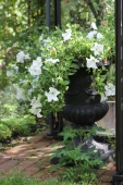 Jernkrukke med Petunia; Grande White