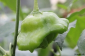 Chili; Jamaican bell